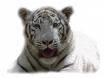 20070412213950-images.jpg
